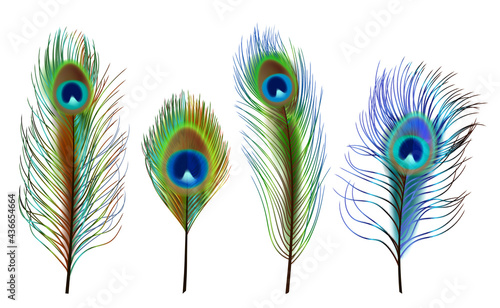 Peacock feathers. Exotic tropical birds beautiful colored feathers decent vector realistic collection