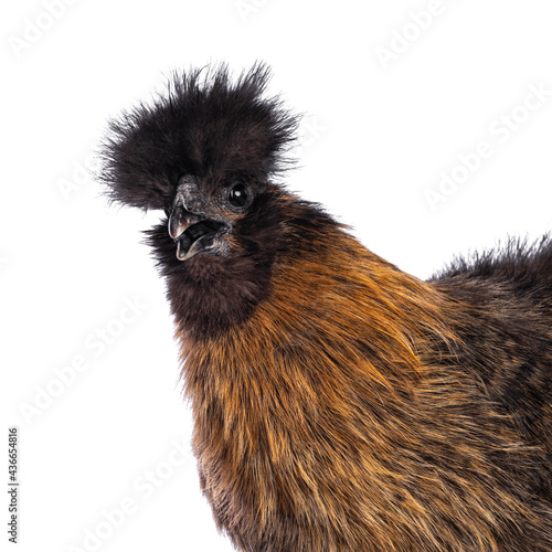 Funny head shot of young patridge Silkie chicken  standing side ways. Looking straight to camera camera with open beak. Isolated on a white background.