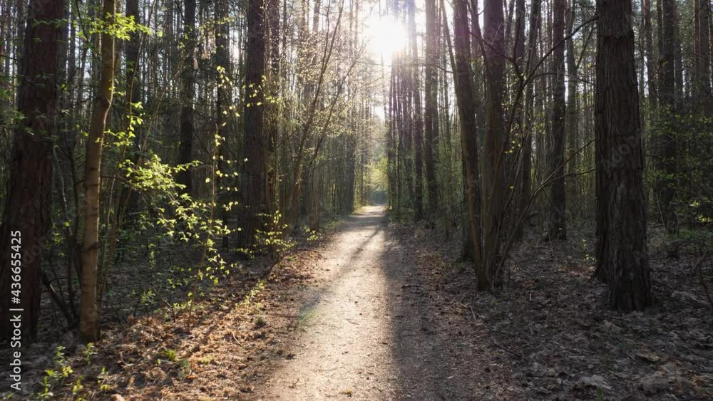 Sunny spring forest in the early morning.Pov walking the forest path. Sunbeams getting through the tree's branches. Sunny spring forest in the early morning.Pov walking the forest path. Sunbeams getting through the tree's branches.