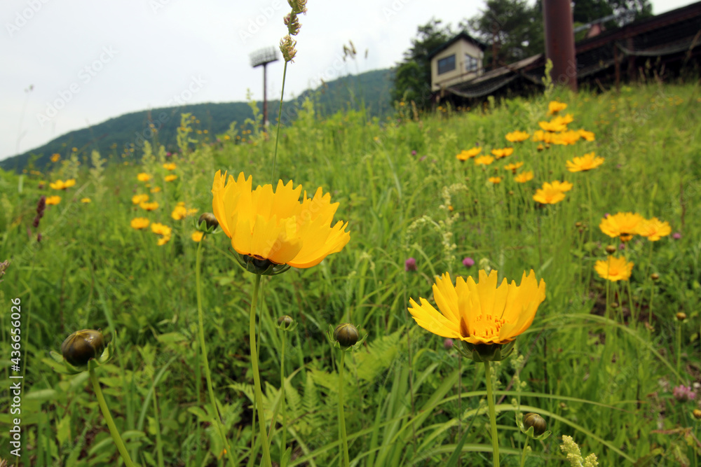 高原の黄色い花。