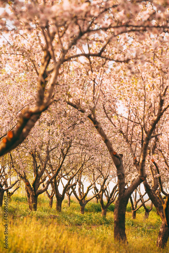 Vertical photo of blossom orchard of almond trees