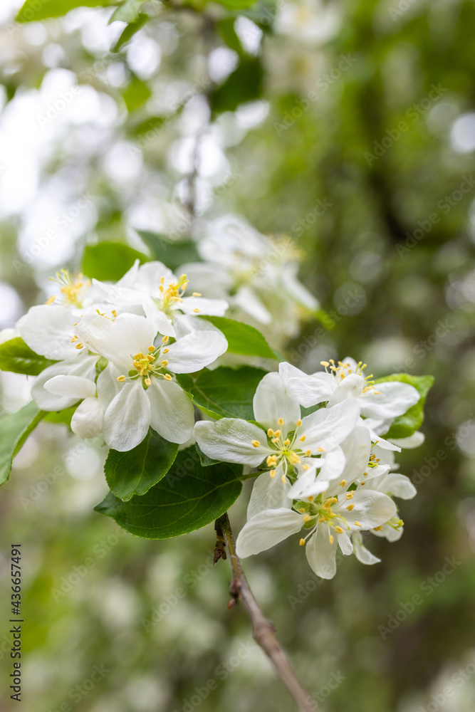 flowers on the branches of an apple tree