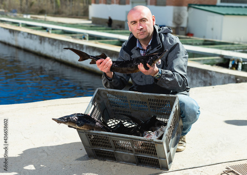 Proud male owner of fish farm standing near pools with fresh sturgeons in hands photo