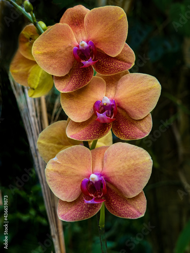 Tangerine and Purple Phaelenopsis