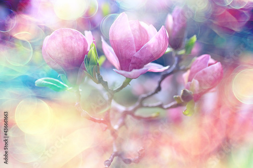 blurred background flowers / concept not clear soft background for design spring mood