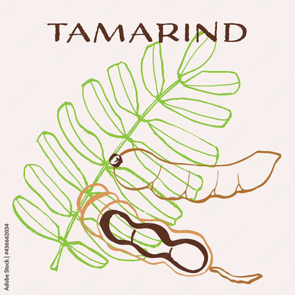 Tamarind Stock Illustrations – 1,927 Tamarind Stock Illustrations, Vectors  & Clipart - Dreamstime