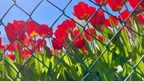 red flowers tulips in holland field 