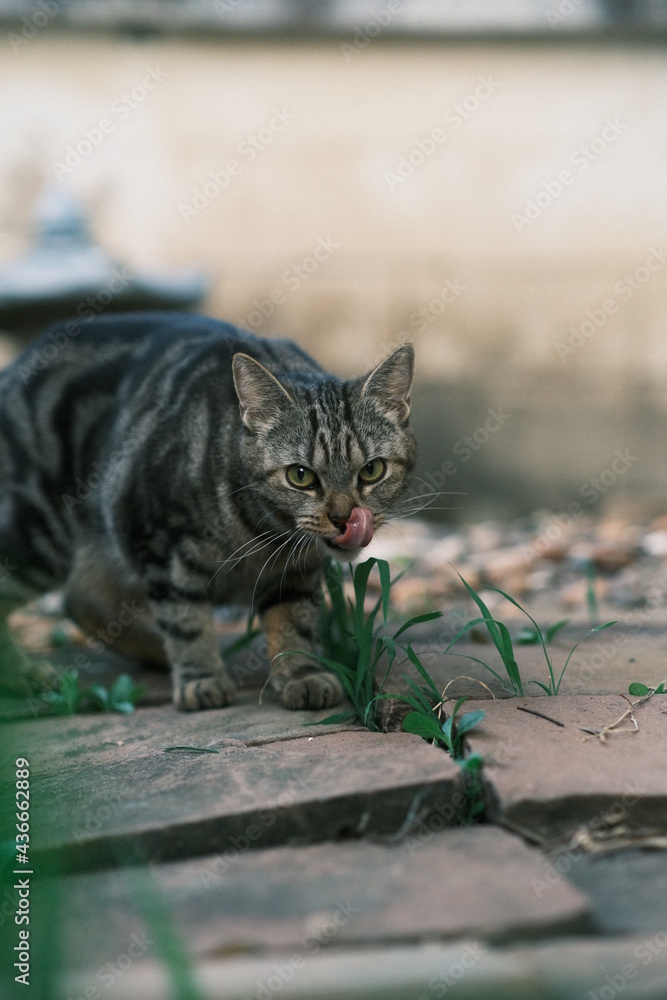 Obraz premium cat in the garden