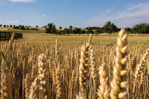 golden wheat field in rural landscape in summer  closeup and selective focus. Countryside and blue sky in Bad Friedrichshall  Heilbronn  Germany 