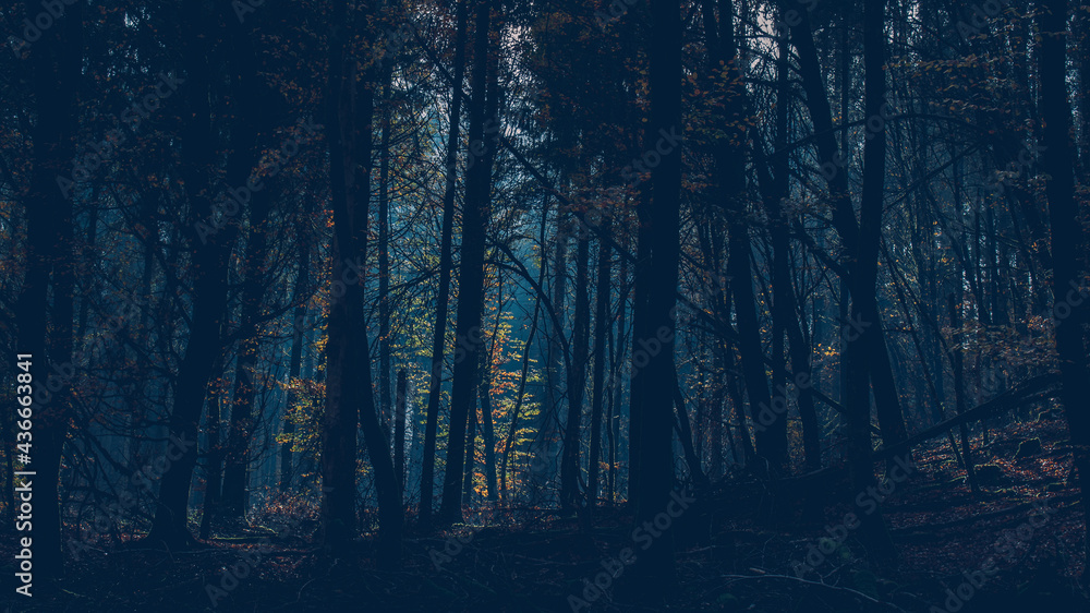 Fototapeta premium Finsterer Wald