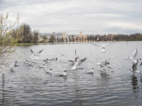 Feeding seagulls on a pond in a city park. Flight of seagulls over water. Ivory gulls swim in the water in the pond. Buildings in the background. Overcast