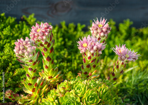 flowering sempervivum