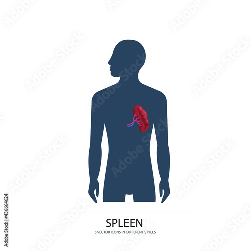 spleen vector type icon