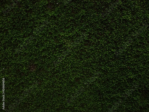 Moss on the wall, green background