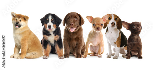 Fototapeta Naklejka Na Ścianę i Meble -  Group of adorable puppies on white background. Banner design
