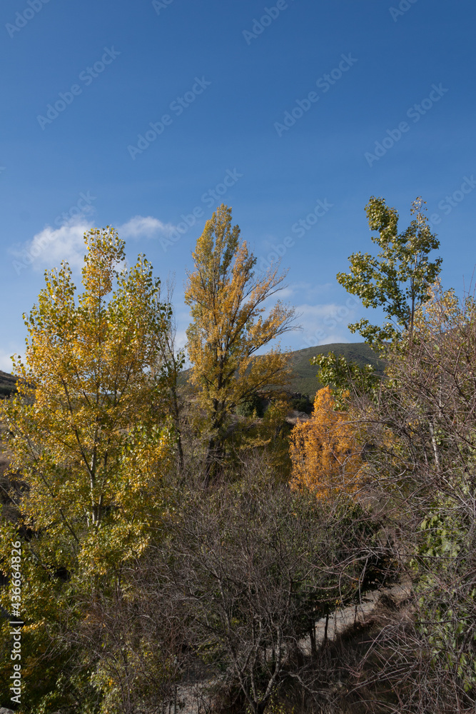 Group of poplars with autumnal colors.