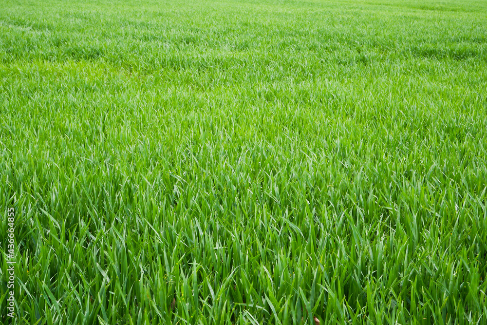 Bright green field of young wheat. Wheat field in spring. Natural background.