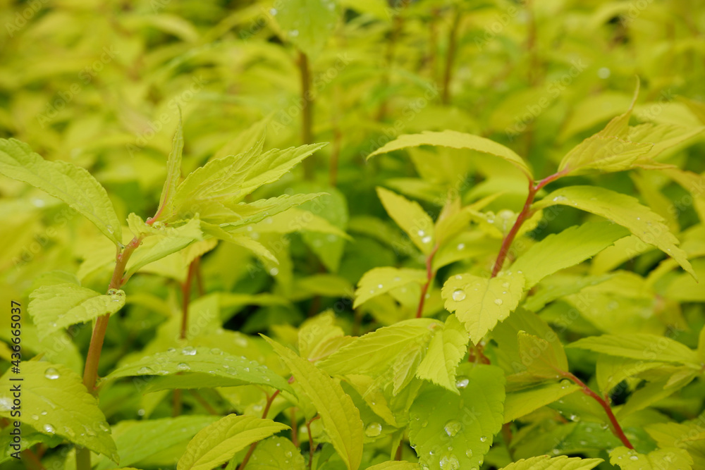 Foliage background. Bright green fresh leaves with water droplets. Natural background. Foliage background. Bright green fresh leaves with water droplets. Natural background.