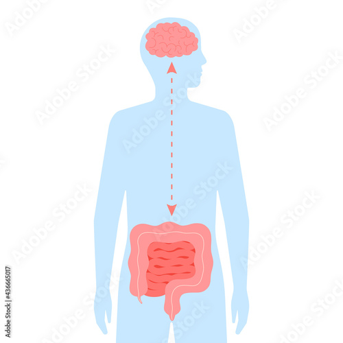 Relation health of brain and intestine gut. Connection healthy of human brain and gut, second brain. Unity of mental and digestive. Vector flat cartoon illustration