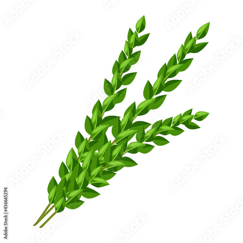 Illustration of myrtle branches Happy Sukkot traditional symbol.