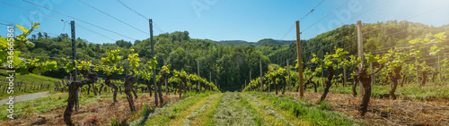 Beautiful landscape background, panorama of vineyards grapevines grapes in the Black Forest Durbach Offenburg Ortenaukreis, illuminated by the sun