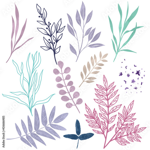 Wild floral elements, herbs, flowers and leaves