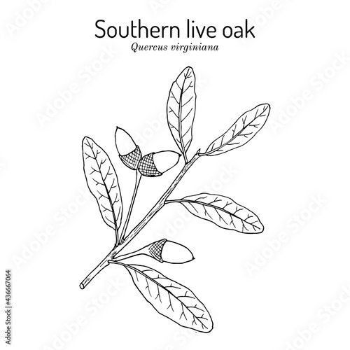 Southern live oak Quercus virginiana , state tree of Georgia photo