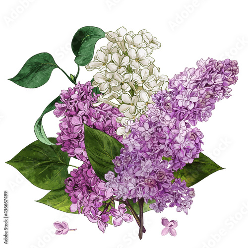 Watercolor lilac flowers and leaves. Lilac bouquet.