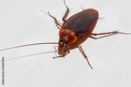 Brown winged cockroach on white background