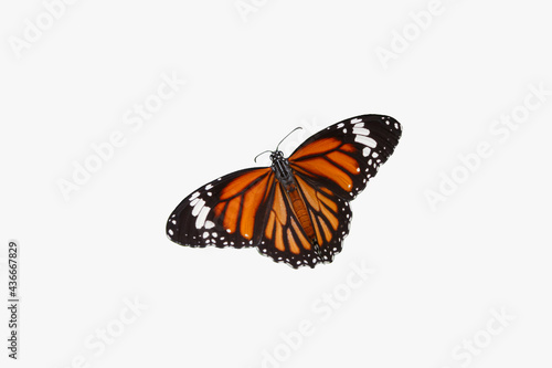 Monarch butterfly with spread wings isolated on a white background © chaphot