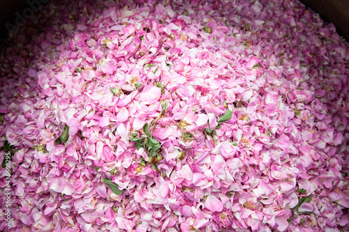 Um Rosenwasser und Rosenöl herzustellen, gehen Frauen und Männer im Iran jedes Jahr im Mai zur Ernte auf die Felder. Die Stadt Ghamsar ist bekannt für ihre hochwertigen Rosen. photo