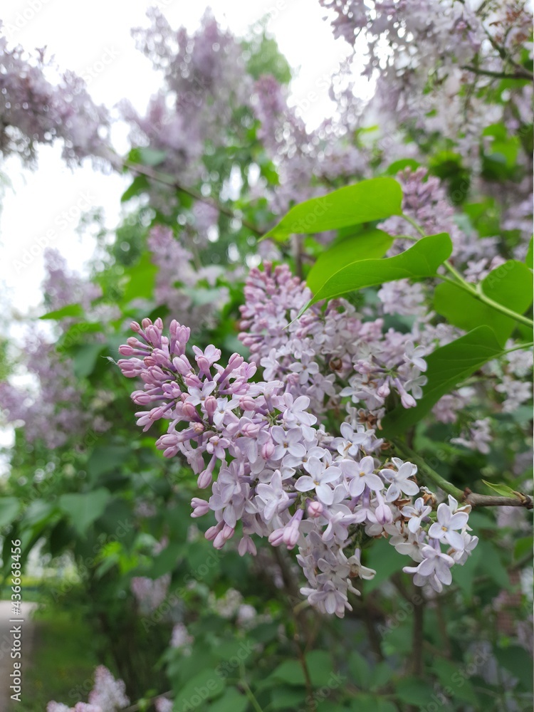 lilac flowers lilac flowers