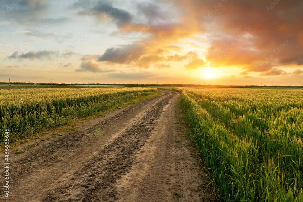 a green field of winter wheat and a dirt road during an intense sunset. agricultural field in sunlight