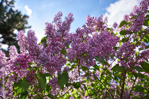 Blooming purple lilac bush outside