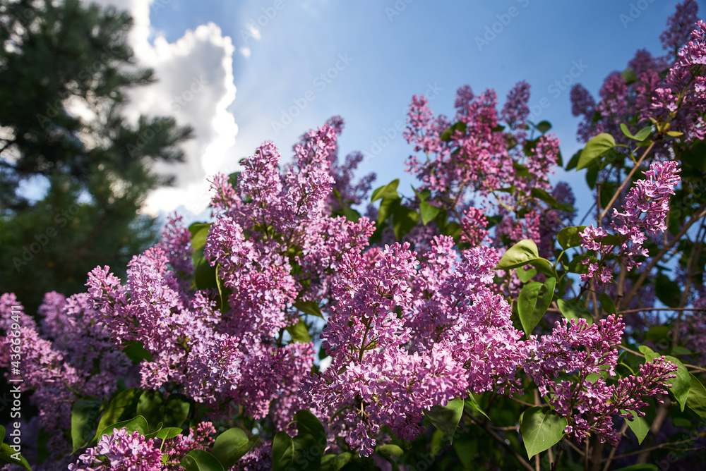Blooming purple lilac bush outside