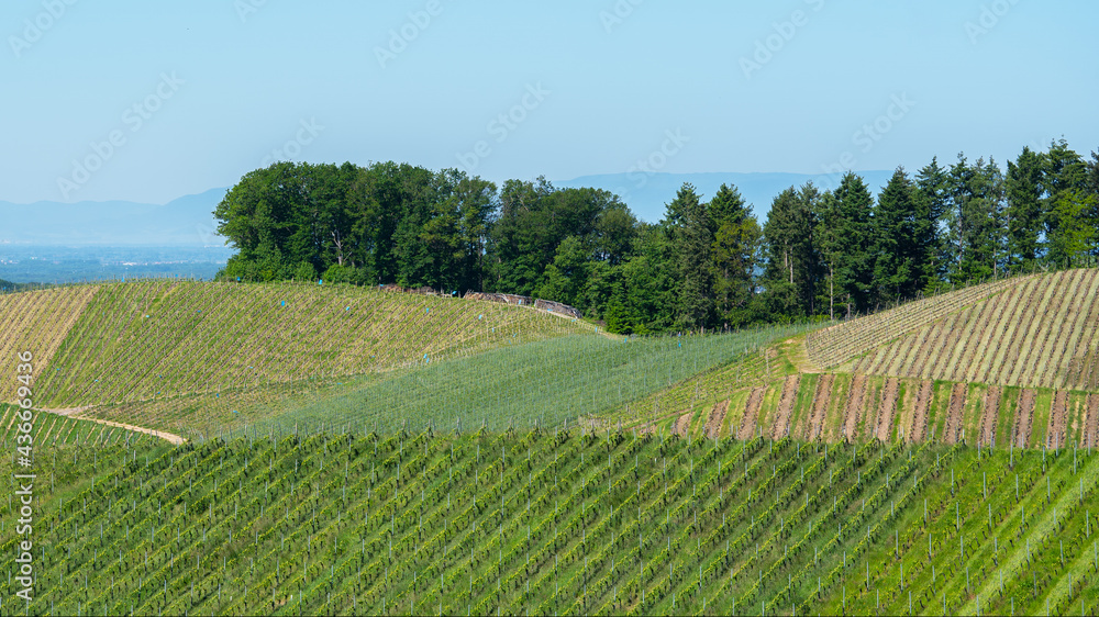 Beautiful landscape background, panorama of vineyards grapevines grapes in the Black Forest Durbach Offenburg Ortenaukreis