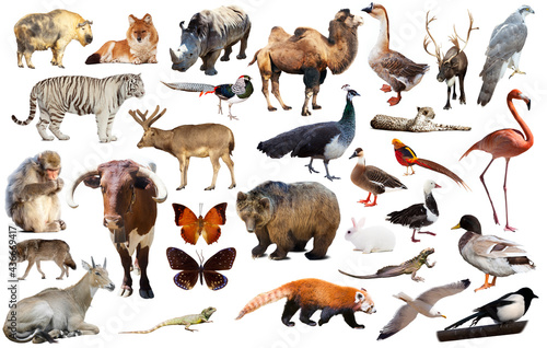assortment of many kind of asian wild birds, reptiles and animals on white ba...