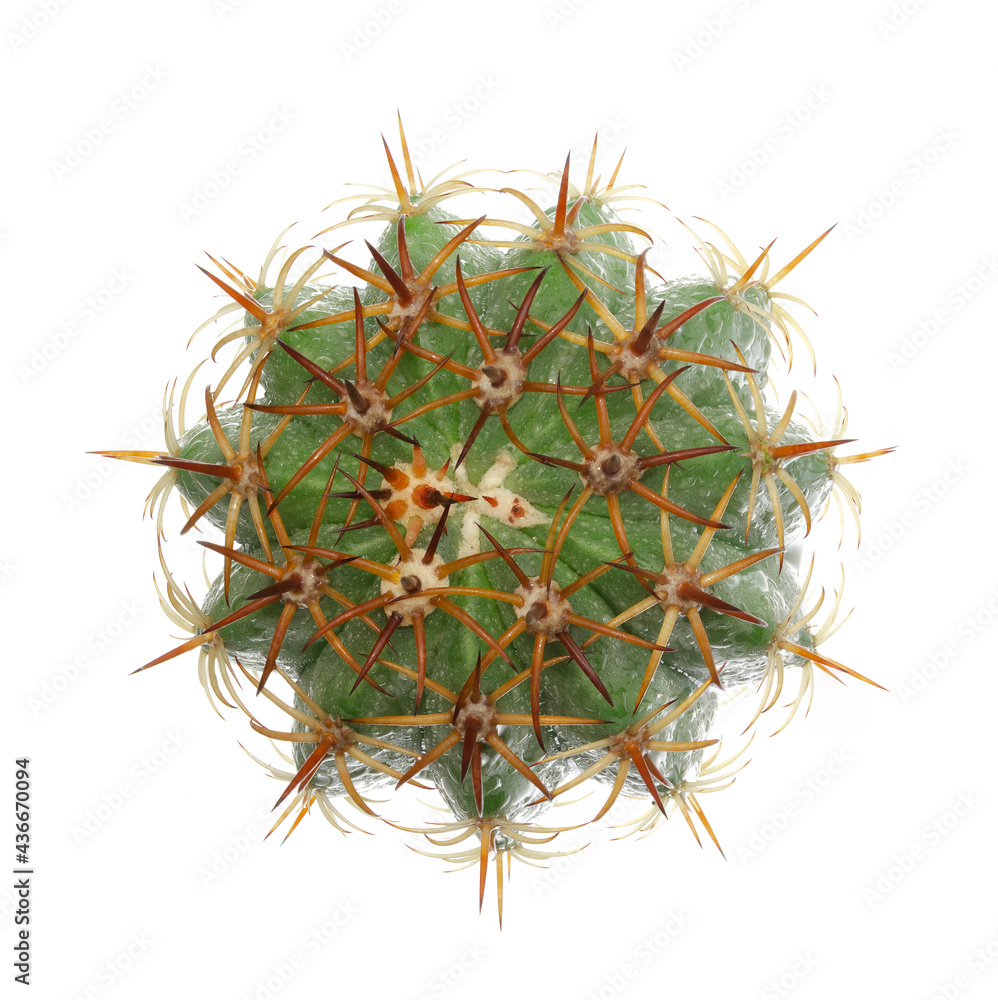 Flatlay or overhead cactus and water drop in pots isolated on white backgrounds, top view cactus, and succulents, Suitable for creative graphic design, Melocactus Flatlay or overhead cactus and water drop in pots isolated on white backgrounds, top view cactus, and succulents, Suitable for creative graphic design, Melocactus