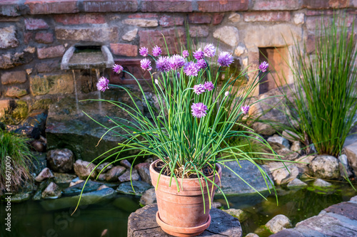flowering chives in a ceramic pot by the garden wall photo