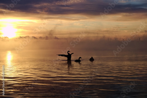 Canada Geese at a misty sunrise