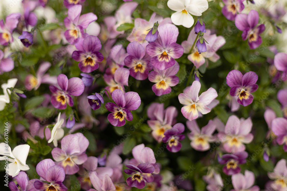 Flower carpet