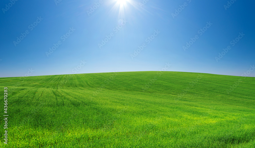 Obraz premium field of grass and perfect sky