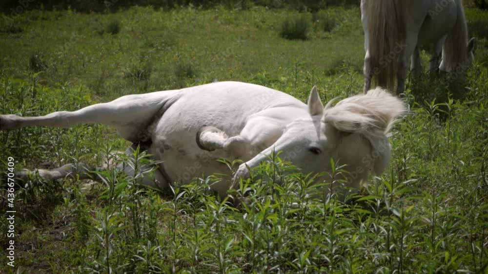 Chevale qui se roule dans la terre et qui se relève Chevale qui se roule dans la terre et qui se relève