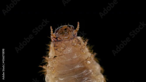 Melolontha beetle larva (May beetle), family Scarabaeidae. They are pests of fruit and agricultural crops. Used as bait for fishing. Oral apparatus close-up photo