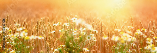 Selective and soft focus on wheat, golden wheat field, beautiful landscape in late afrernoon photo