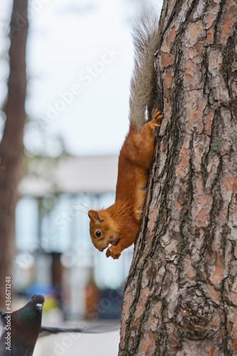 Red Eurasian squirrel sitting and gnawing nuts on a pine tree. Shallow depth of field