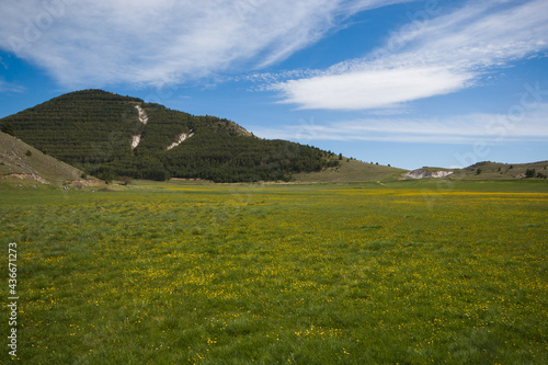 Wild yellow flowers in the italian plateau photo