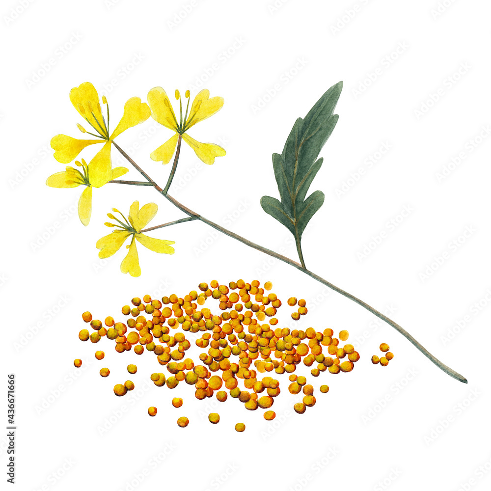 Branch plant and seeds of mustard spice.  Mustard set  isolated on white background.  Watercolor hand drawn illustration. - obrazy, fototapety, plakaty 