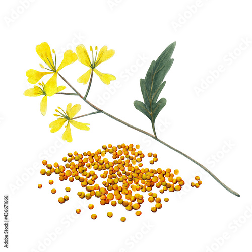 Fototapeta Branch plant and seeds of mustard spice