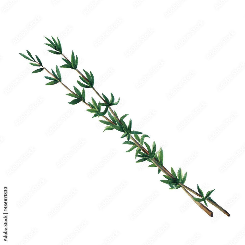 Two green branches of thyme isolated on white background. Watercolor hand drawn illustration. Two green branches of thyme isolated on white background. Watercolor hand drawn illustration.